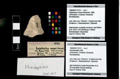 Foto (Objekt + Etikett) von Munidopsidae indet.  (NHMW-GEO-1990-0041-10151)